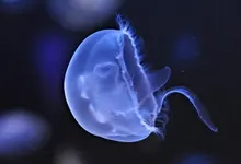transparent jellyfish depth of field 1920x1080 wallpaper Art HD Wallpaper